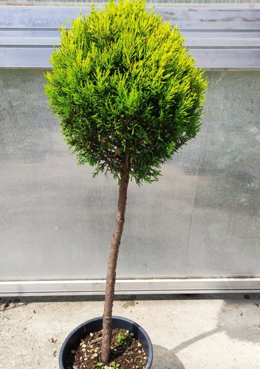 Cupressus goldcrest ball na 80cm kmienku